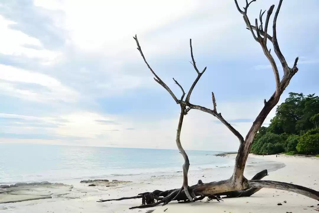 Photo of The Island's Call -