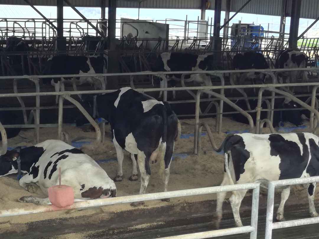 desa cattle dairy farm blog