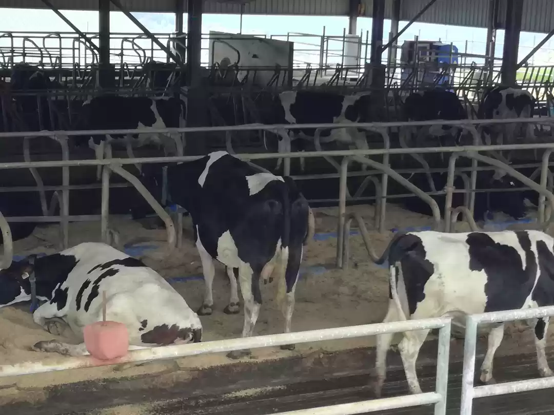 Photo of (Little) New Zealand