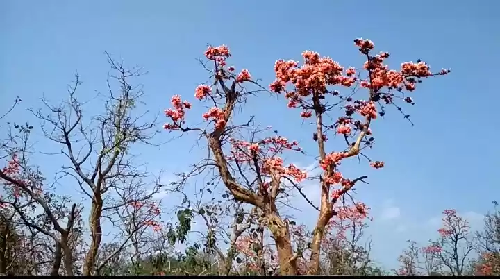 Photo of The Forest of Fire