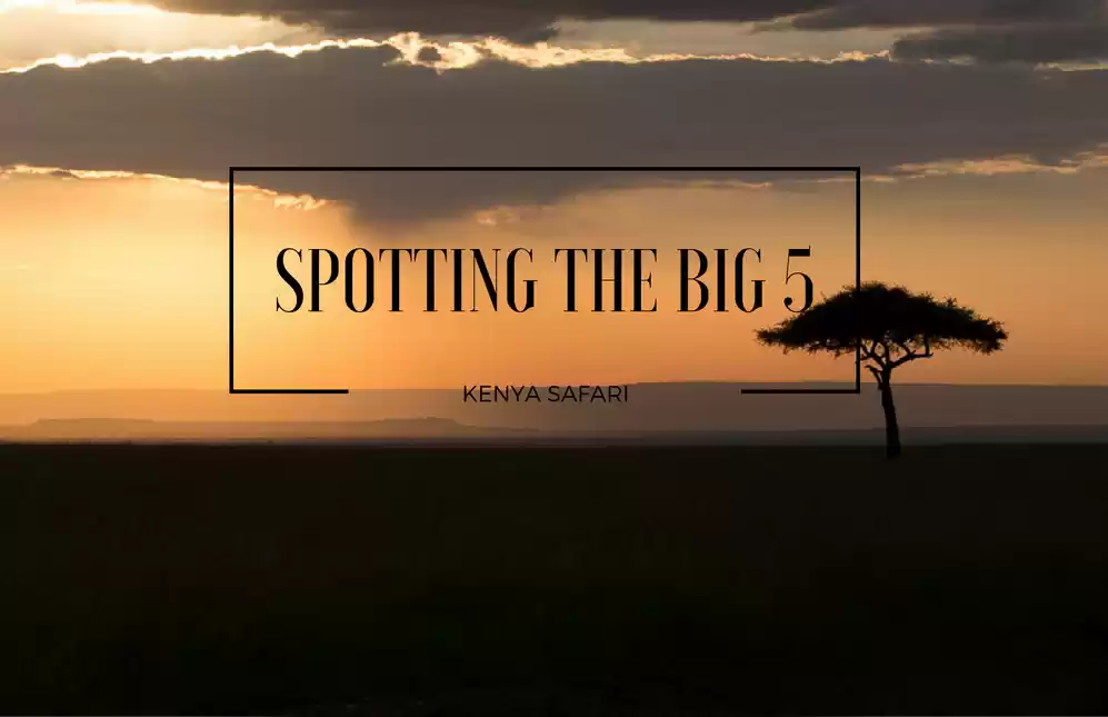 Photo of SPOTTING THE BIG 5 I