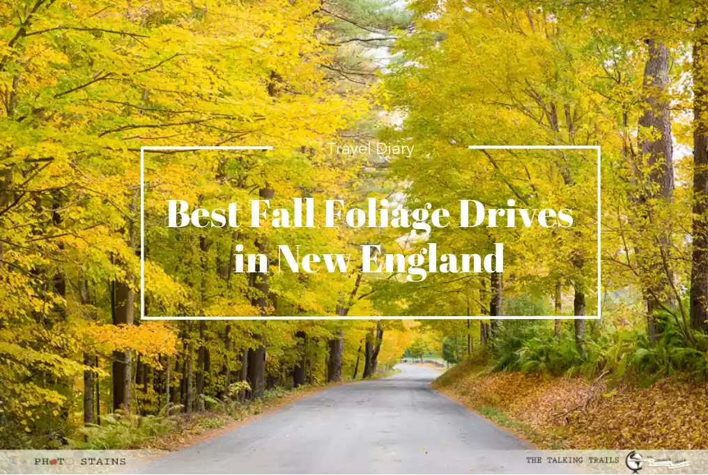 Photo of BEST FALL FOLIAGE DR