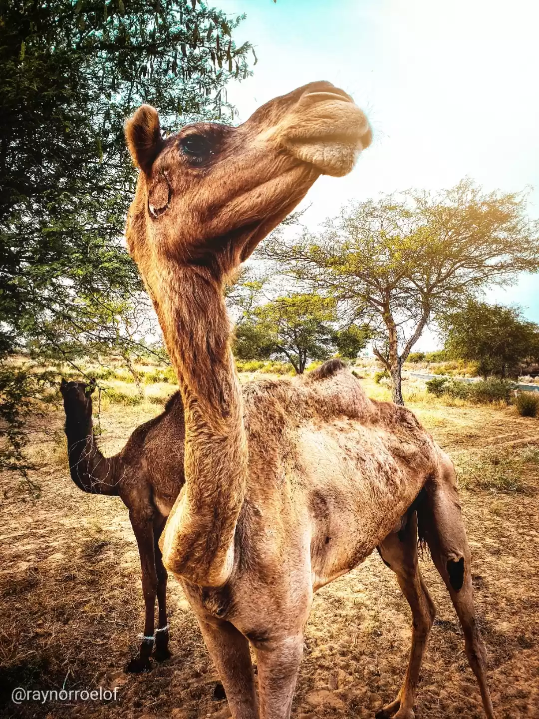 Photo of Camels of Jaisalmer
