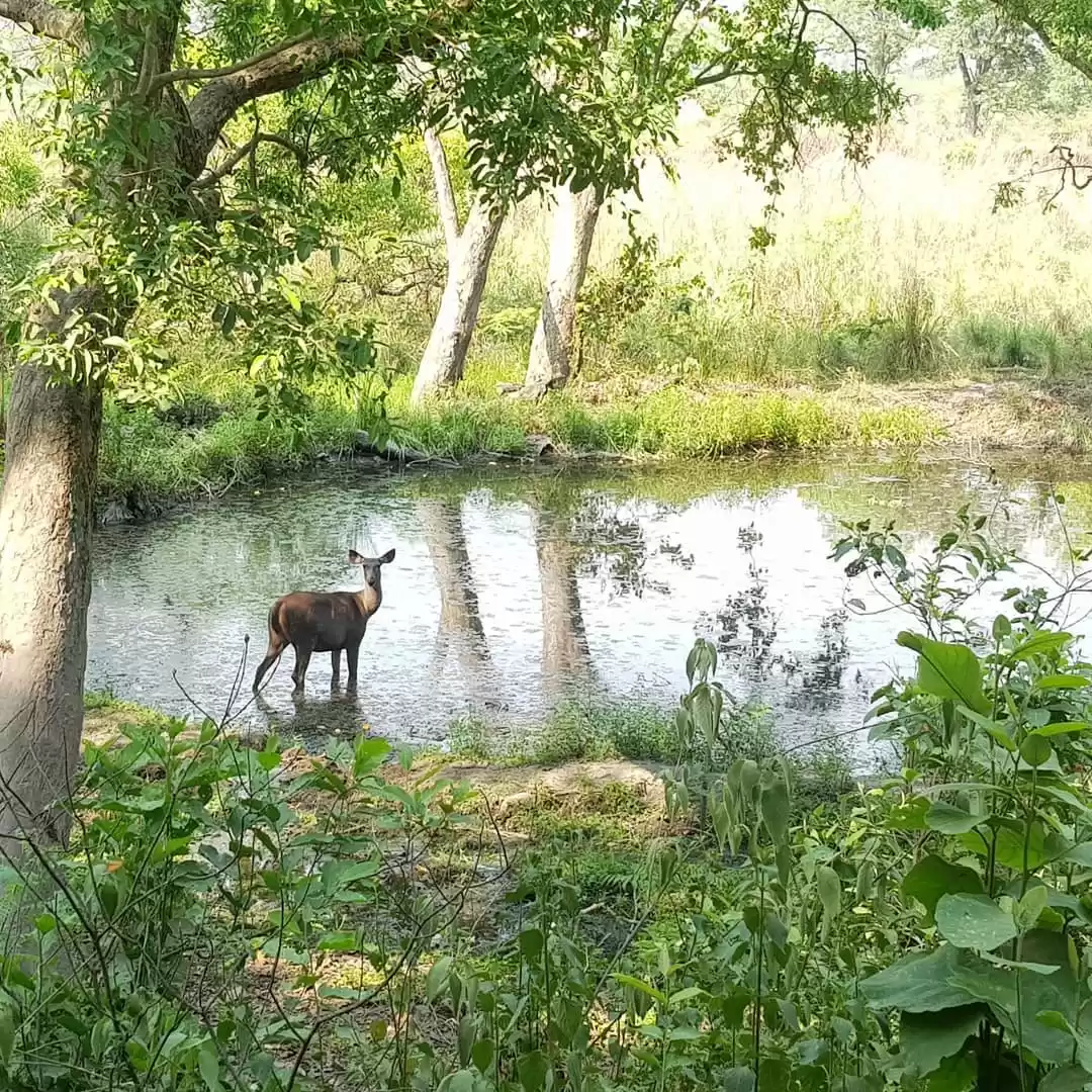 Photo of Jim Corbett National
