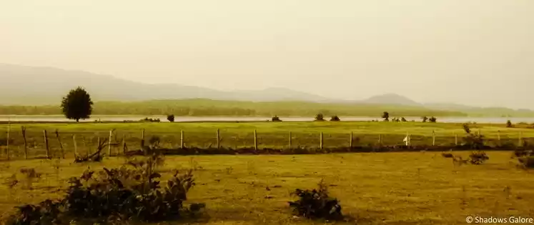 Photo of The dense forests of