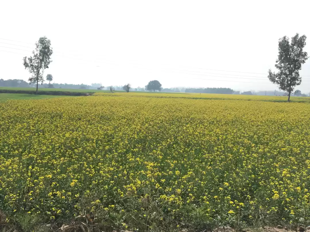 Photo of Sadda Punjab