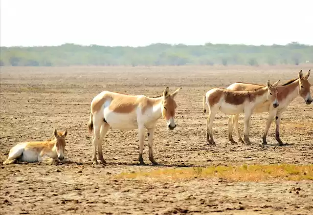 Photo of Little Rann of Kutch