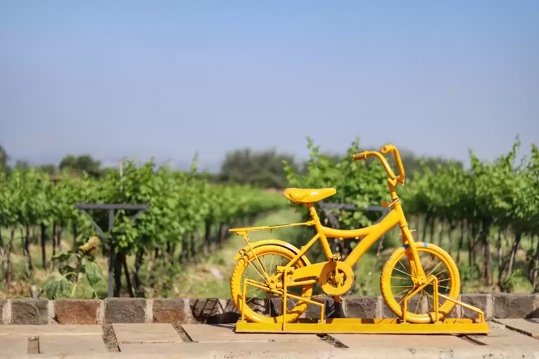 Photo of The Vineyard In Mumb