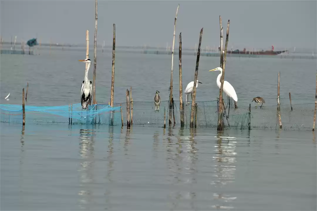 Photo of ODISHA- VI: Chilika 