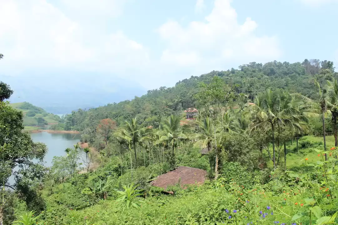 Photo of Wayanad - The forest