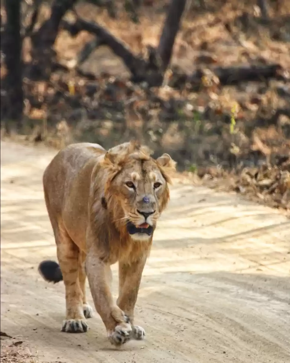 Photo of Gir National Park