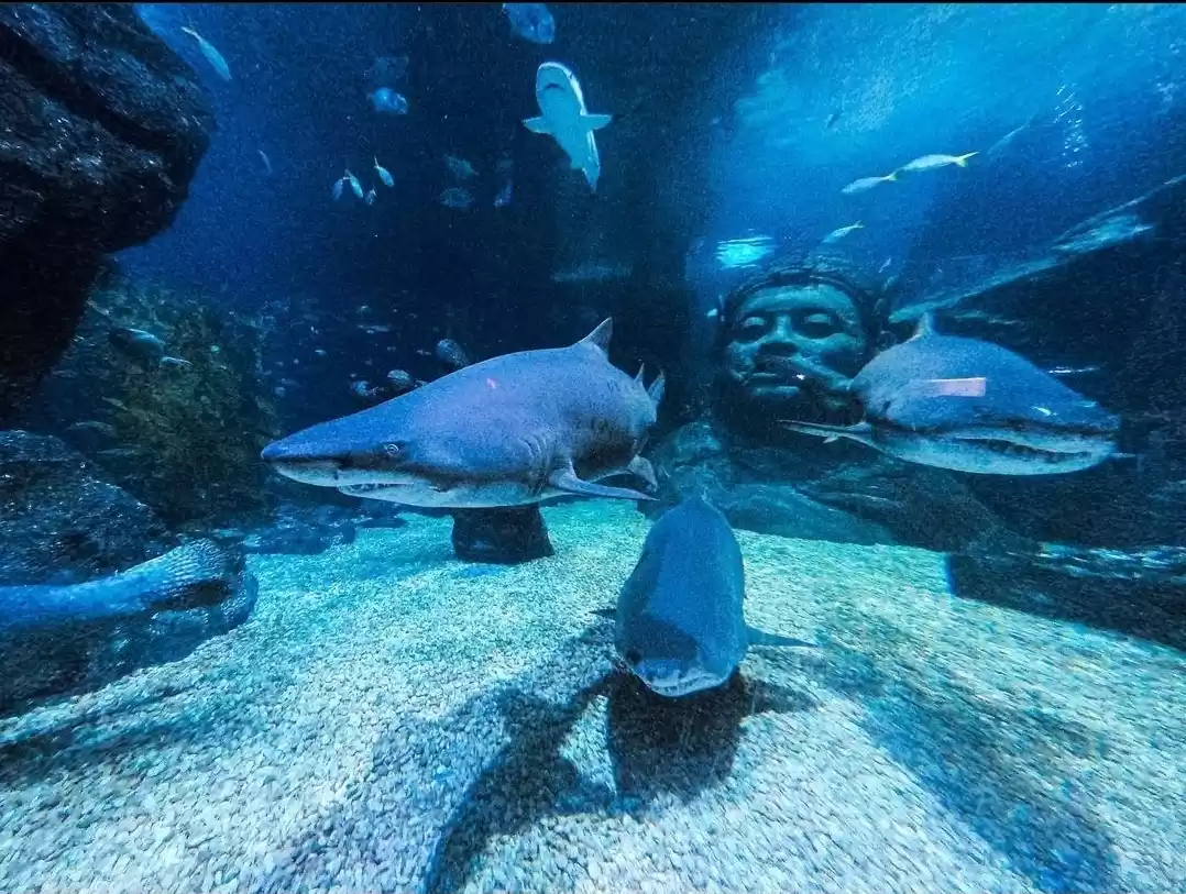 Photo of A day at Sea Life Oc