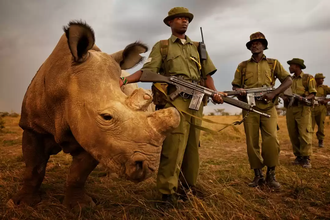 Photo of Ol Pejeta: Wildlife 
