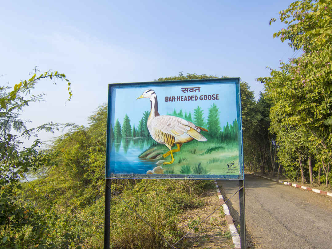 Okhla Bird Sanctuary Hidden at border of DelhiNoida Tripoto