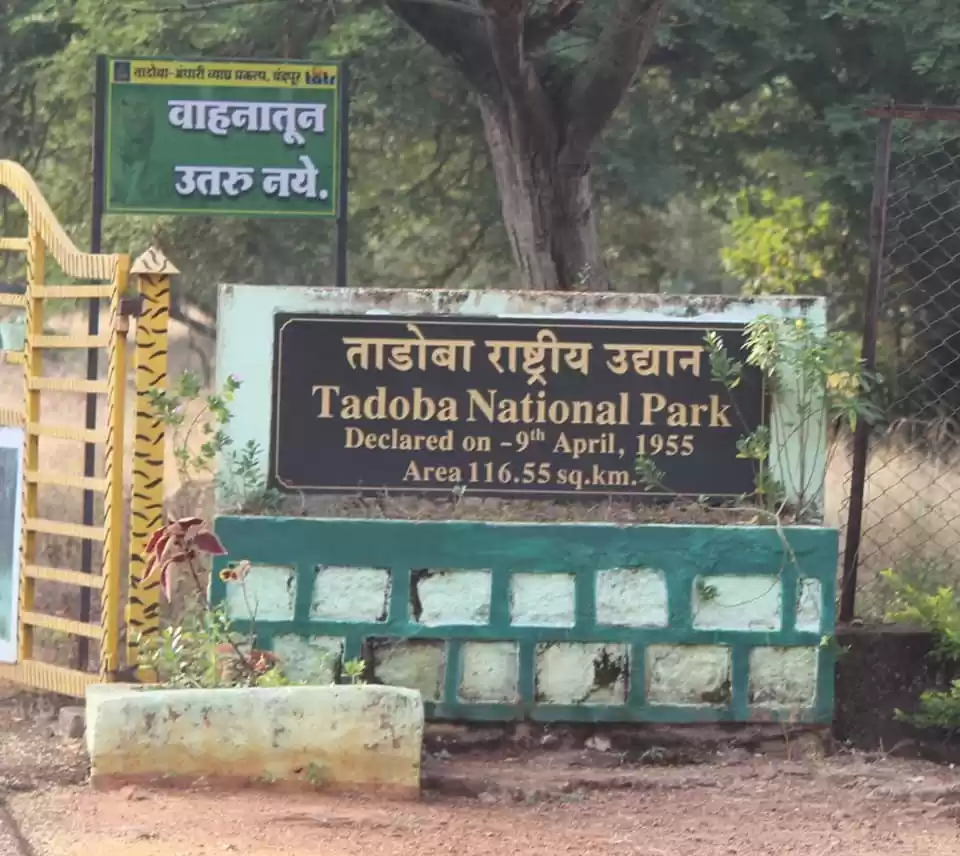 Photo of The Tadoba Story