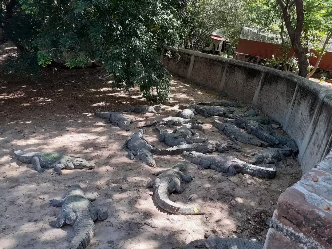 Photo of Madras crocodile ban