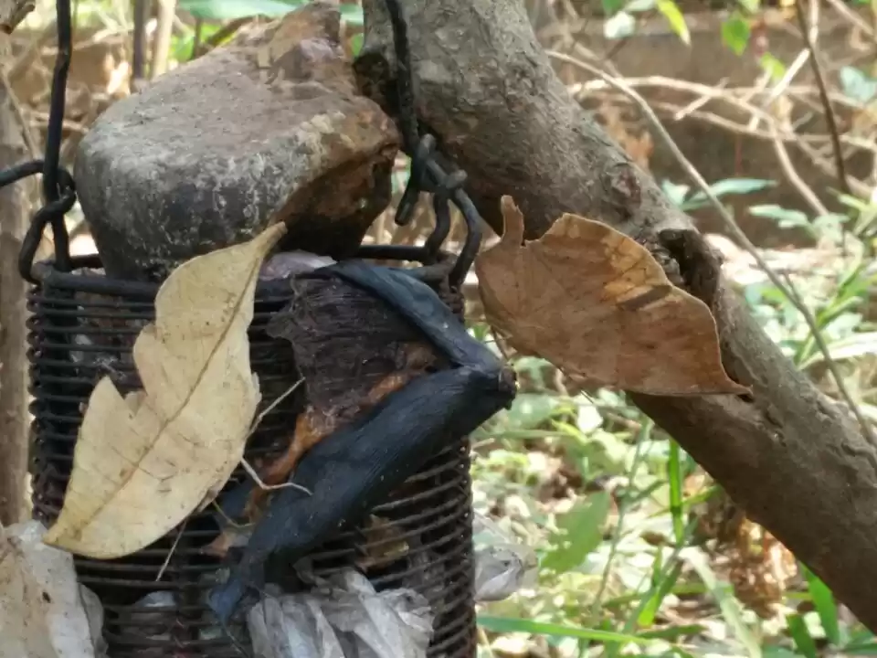 Photo of Butterfly Bounty