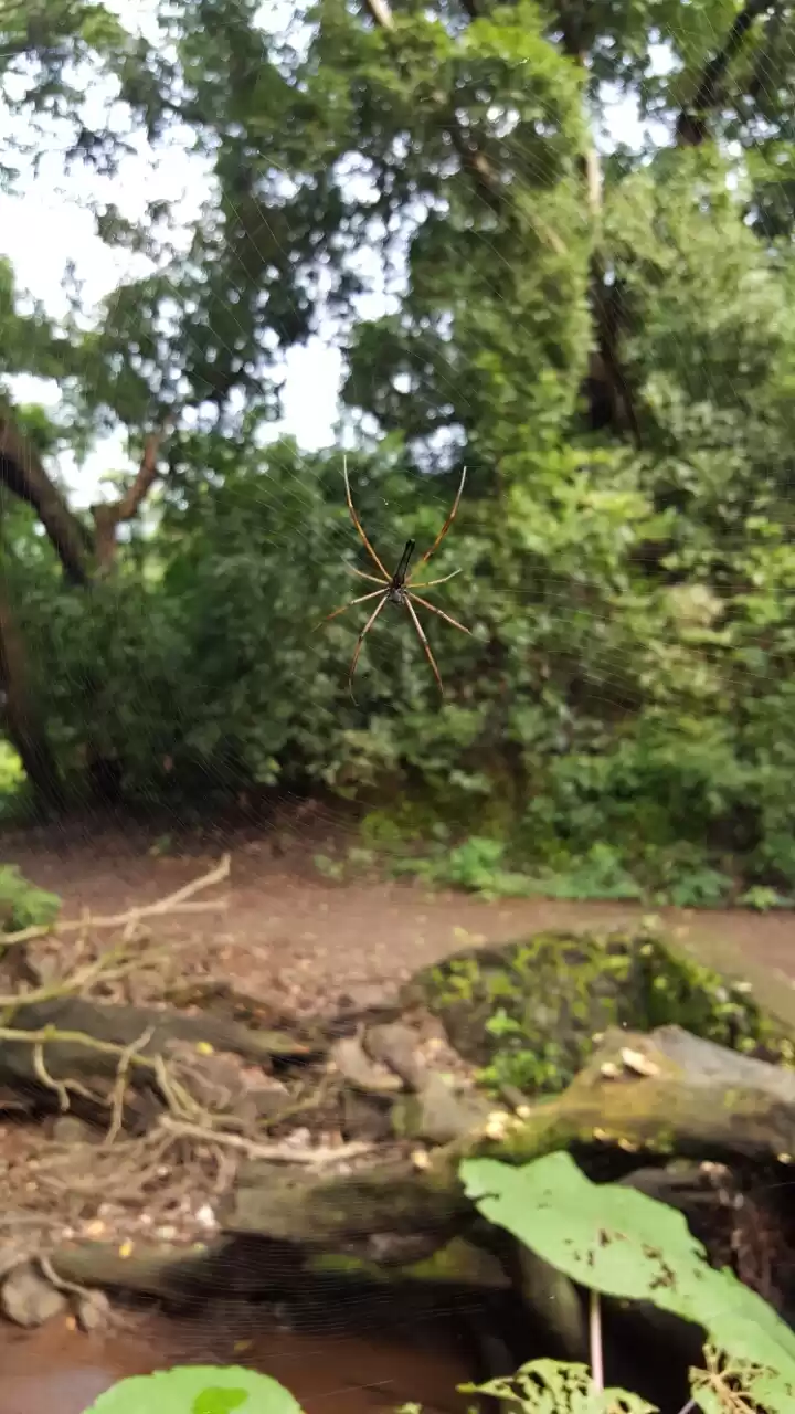 Photo of Karnala - Amidst the