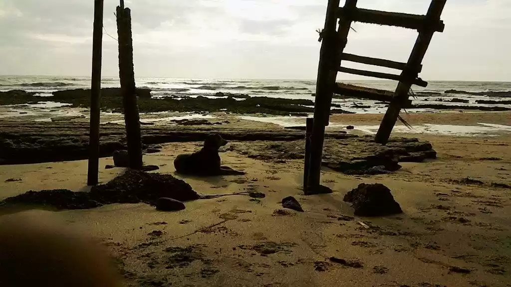 Photo of Goa-Treat to Soul..