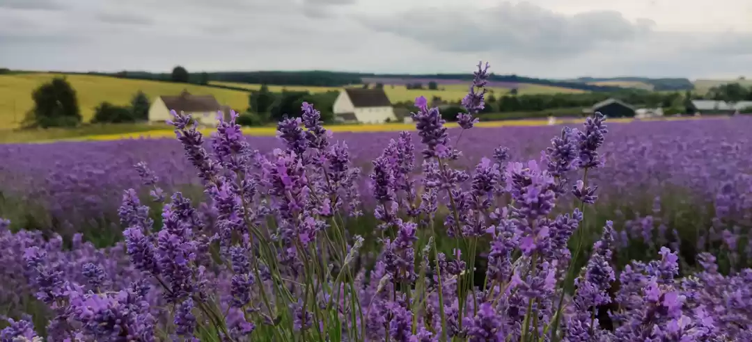 Photo of Lavender Farms