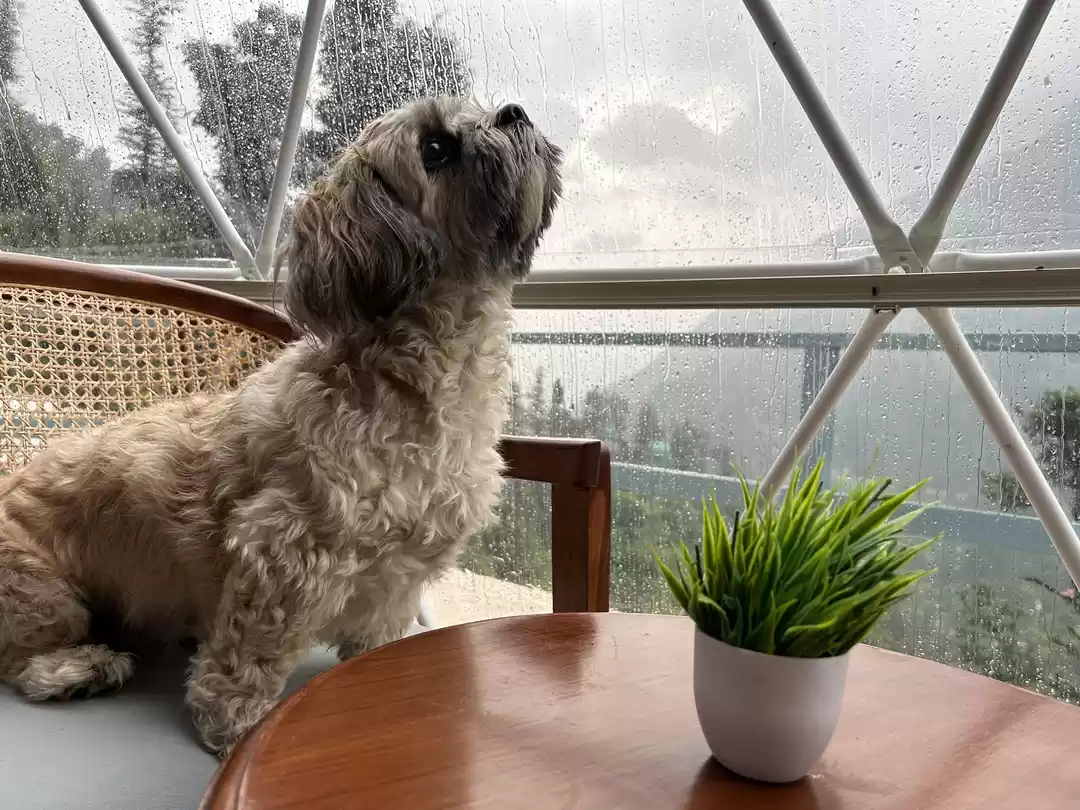 Photo of A Dreamy Stay for Pe