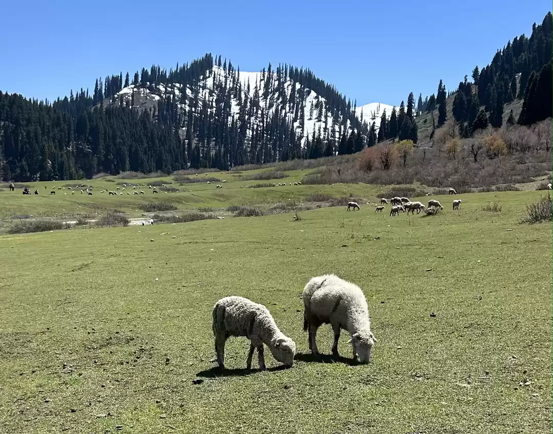 Photo of Whispers of the Vall