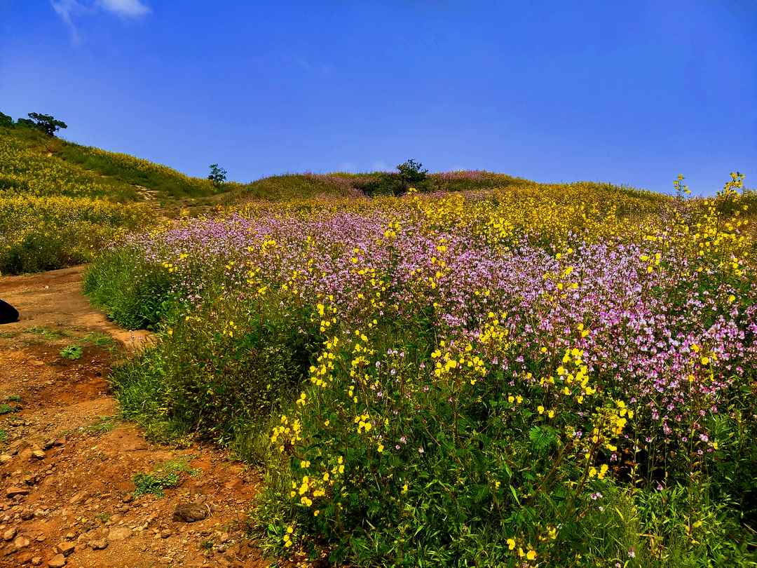 I Bet You Dont Know About This Hidden Valley Of Flower Just Few Hours Away From Mumbai Tripoto Red, blue and yellow, below are their locations. flower just few hours away from mumbai