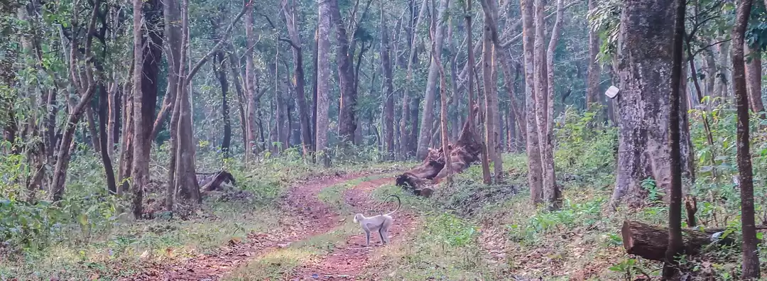 Photo of The wildlife of Odis