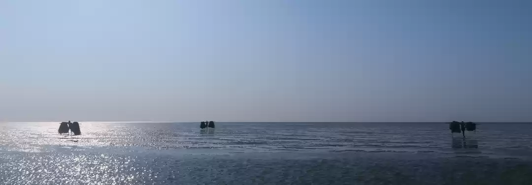 Photo of Odisha| In its beach