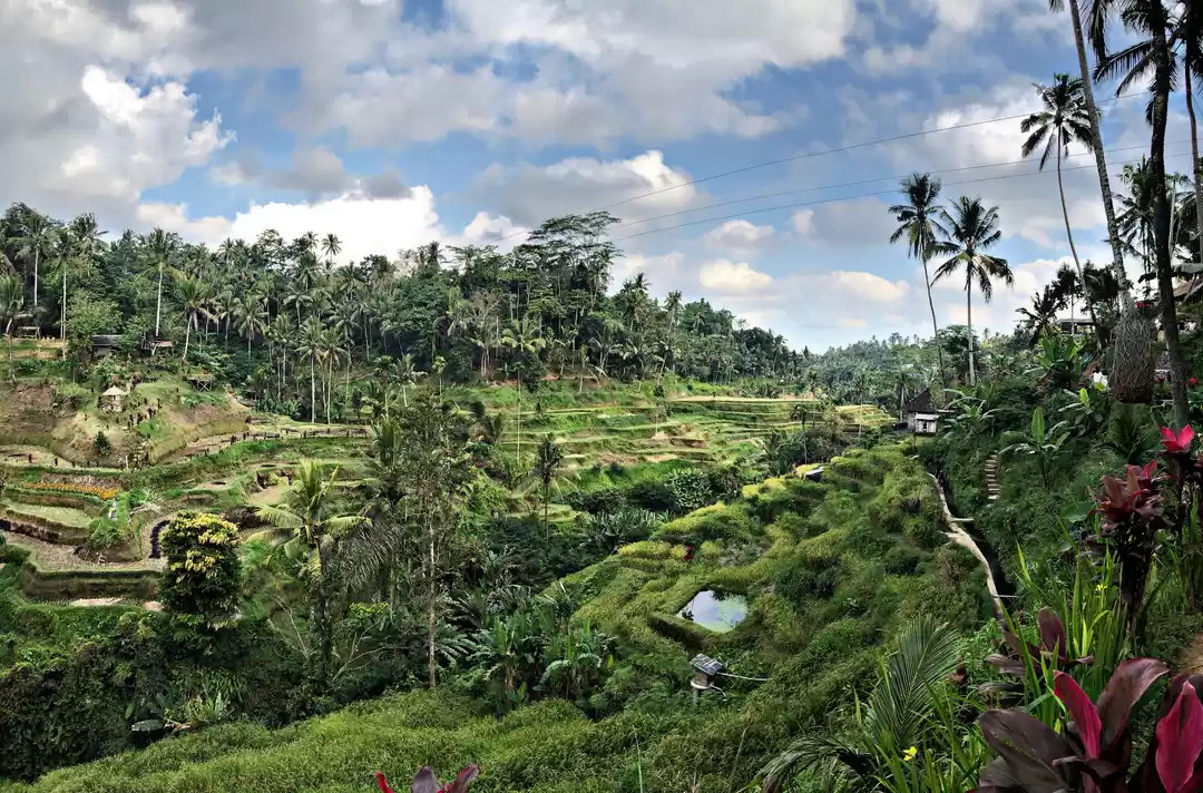 Photo of Bali - Bird park , K
