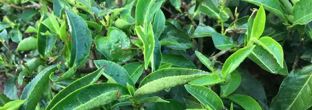 Photo of Munnar : The story b