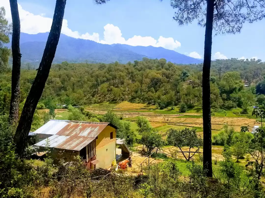 Photo of A Rainwashed Bir and