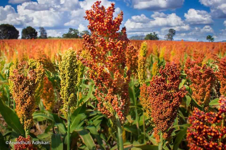 Sunflower Farm Brisbane Best Flower Site