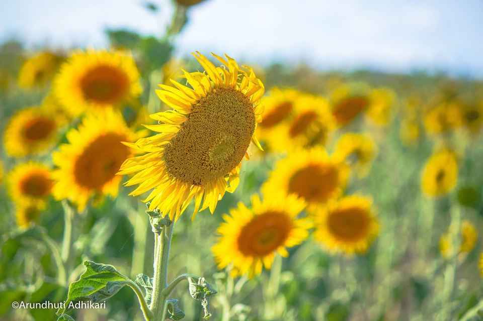 Sunflower Farm Brisbane Best Flower Site