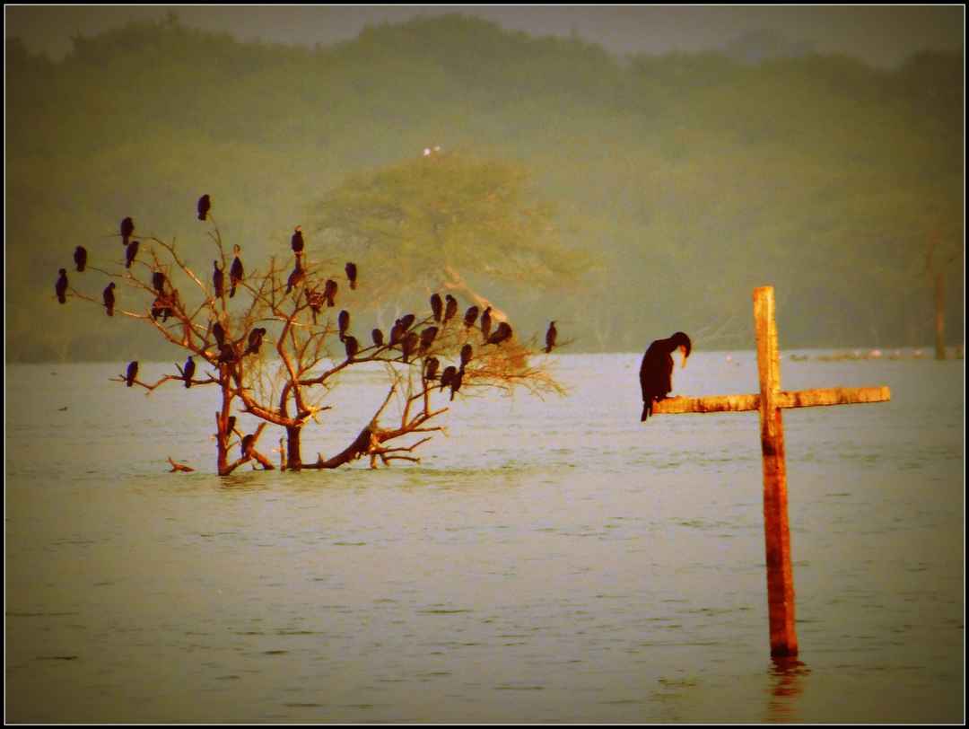 Perfect Bird watching spot near Ahmedabad, Gujarat - Tripoto