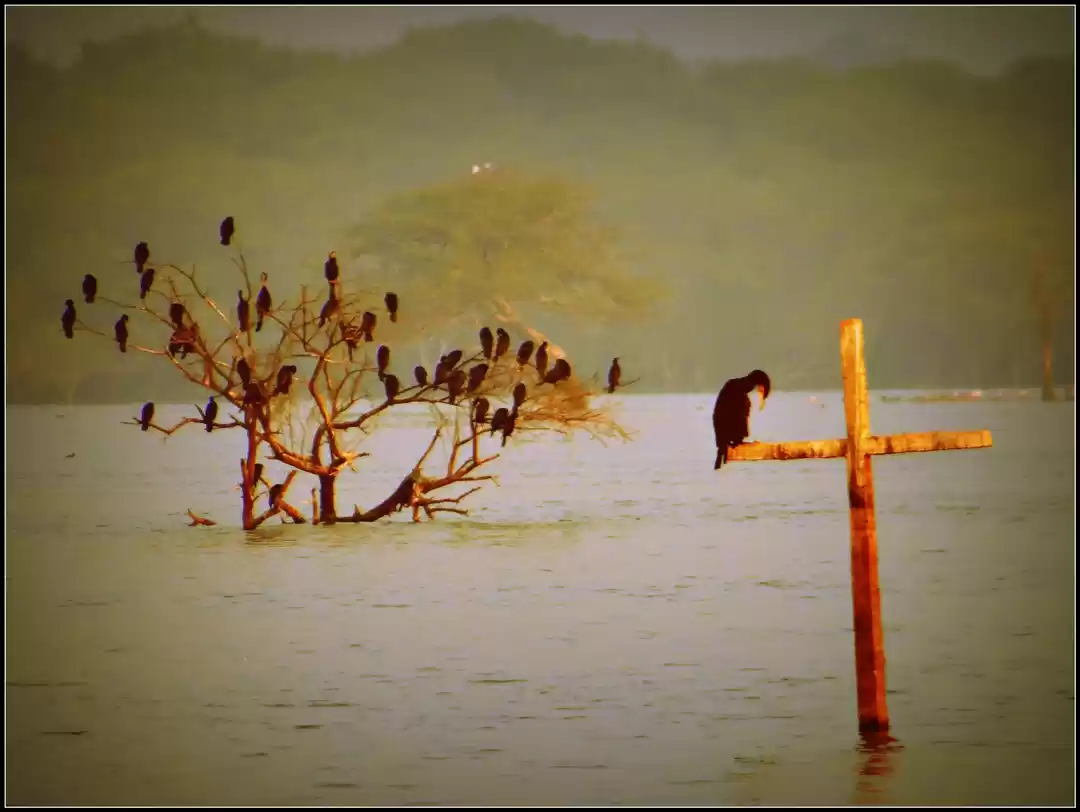 Photo of Perfect Bird watchin