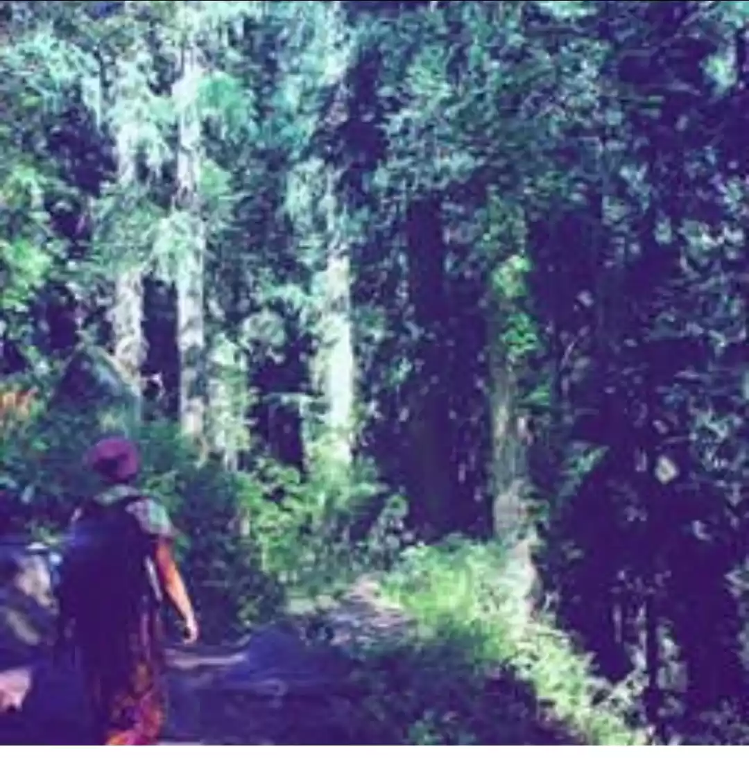 Photo of Kheerganga Trek : Pa