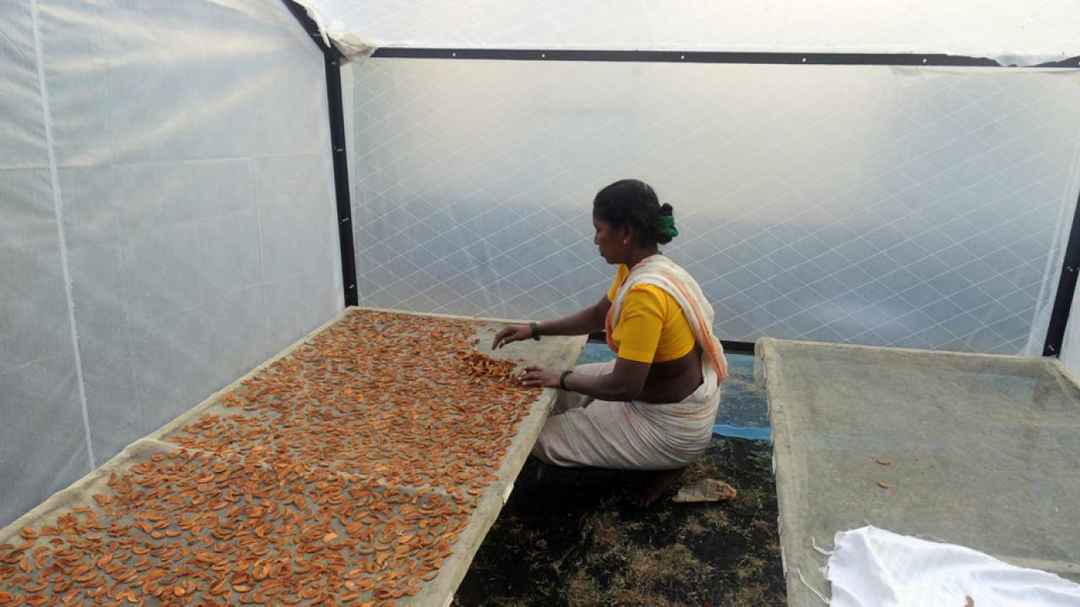 Theres A Chikoo Festival Happening In Mumbais Backyard Tripoto Chikoo festival is a cultural festival organised by local chikoo growers, farmers in bordi, gholvad, dahanu.