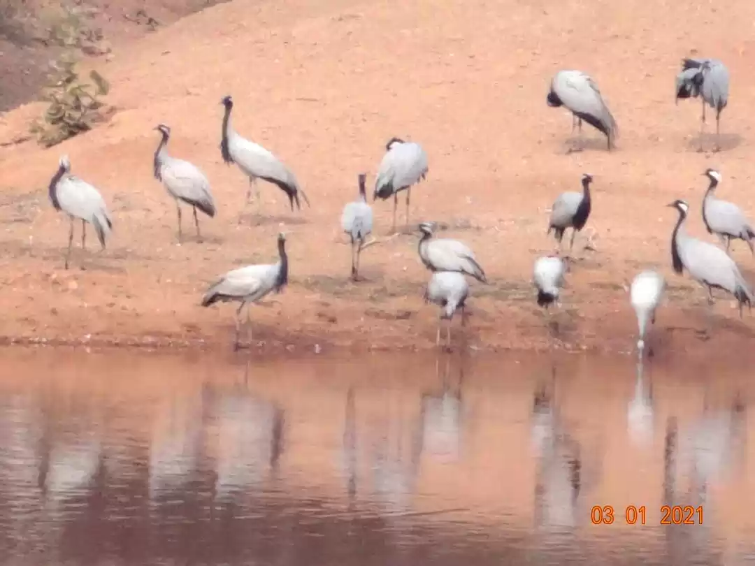 Photo of प्रवासी पक्षी कुरजां