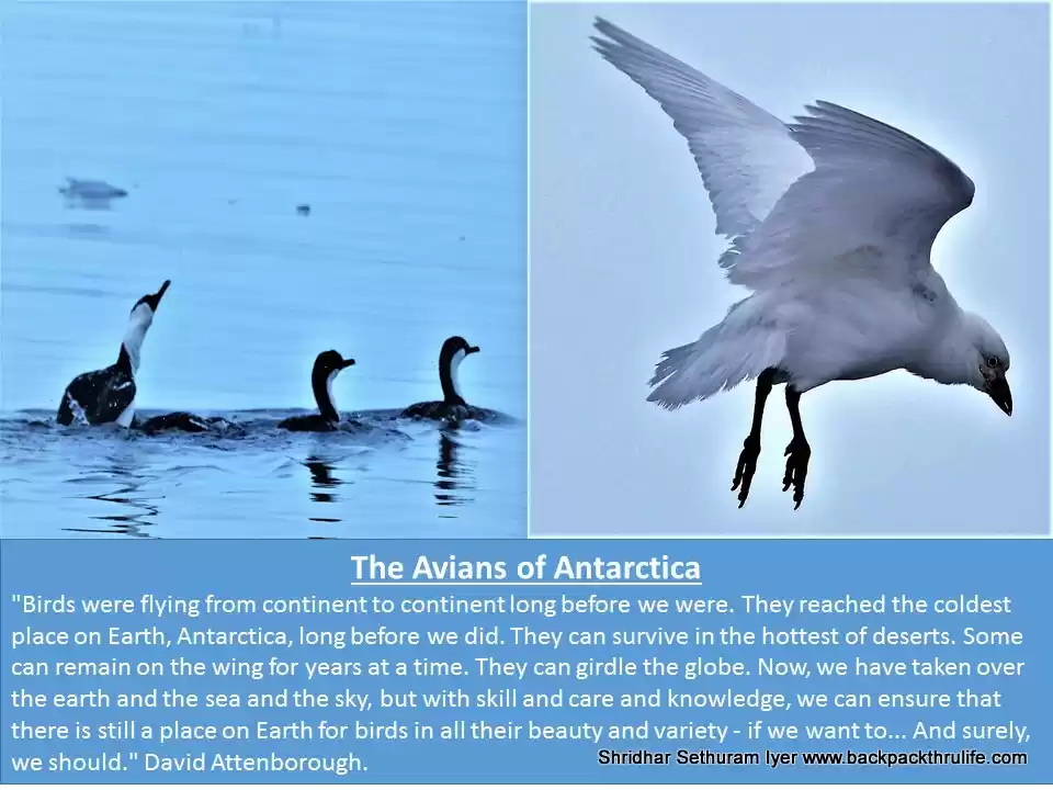 Photo of The Emperor Avians o