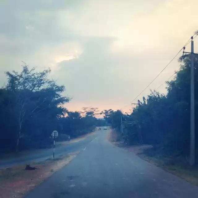 Photo of Elephants, wild buff