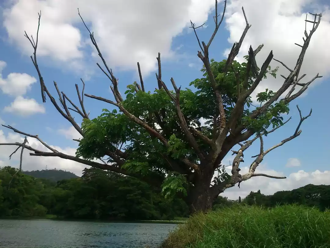 Photo of Southern Shades - My