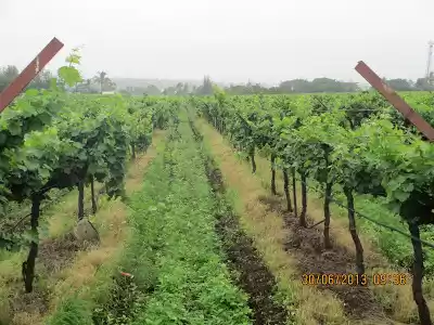 Photo of Sula vineyard: Franc