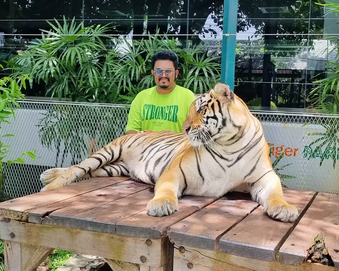 Photo of Entering into Tiger 