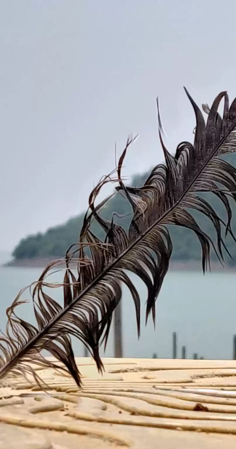 Photo of Phone clicks 📸 