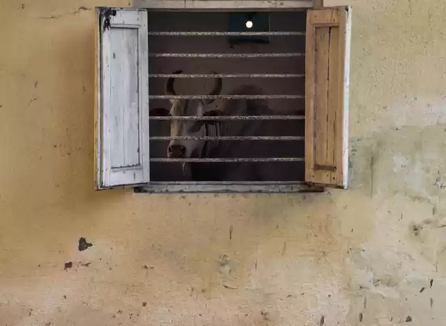 Photo of Udvada: A strange mi