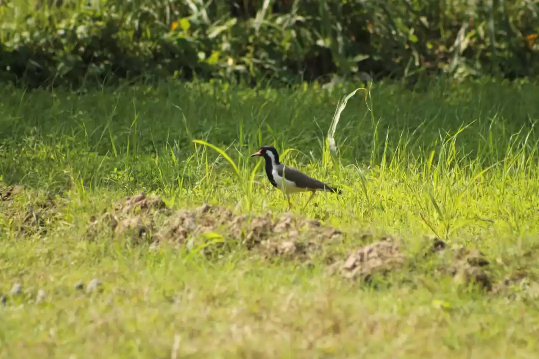 Photo of Flora and Fauna of J