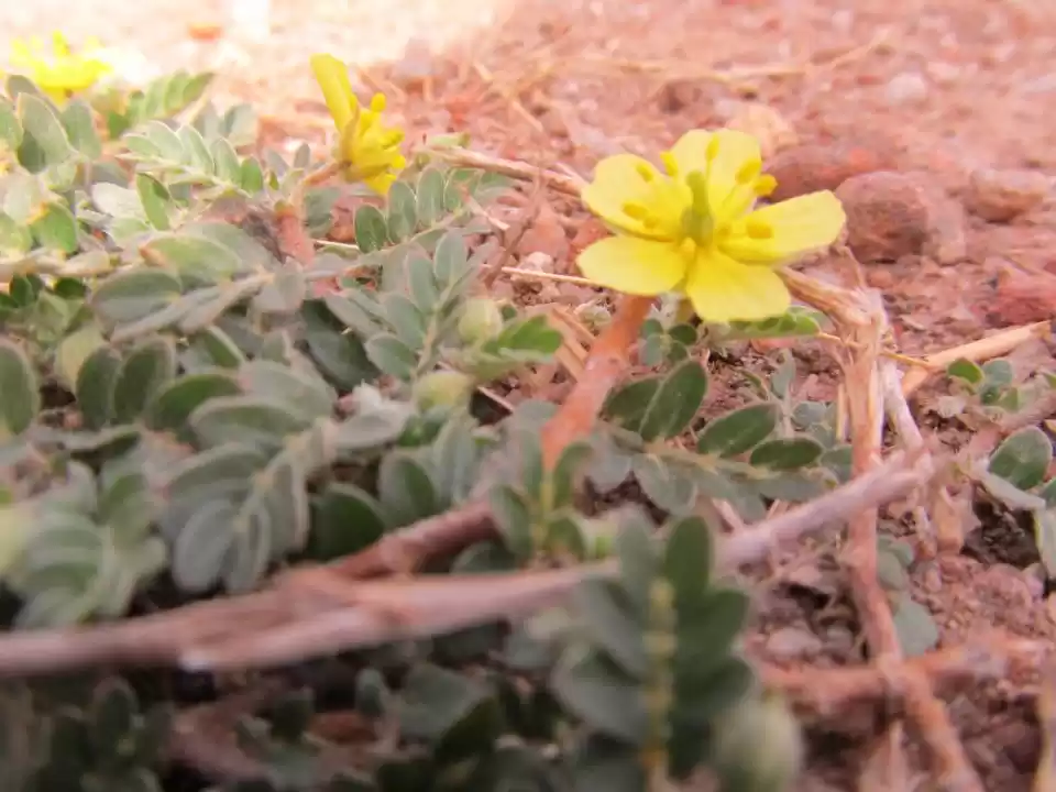 Photo of Tughlaqabad Fort In 