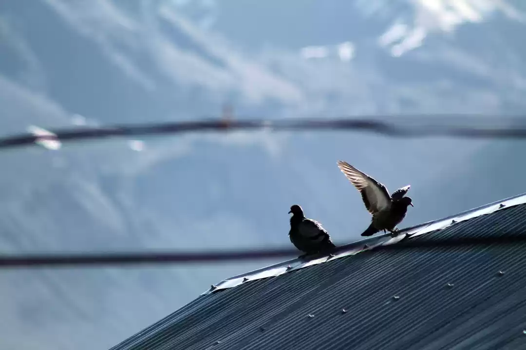 Photo of Himalaya is Beautifu