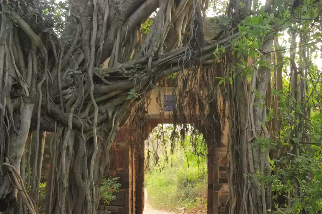 Photo of Tracking the Pugmark